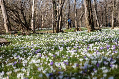 spring  the first flowers bloomed in the park  snowdrops and crocuses  jogging in the park began. healthy lifestyle