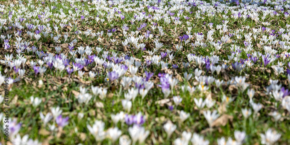 early spring, first spring flowers, sunny day, crocus meadow