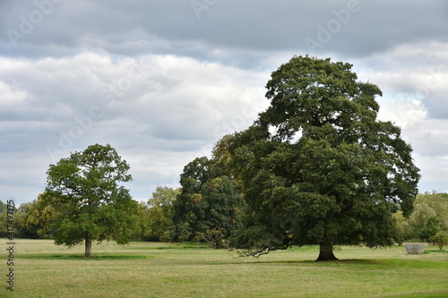 tree in the park