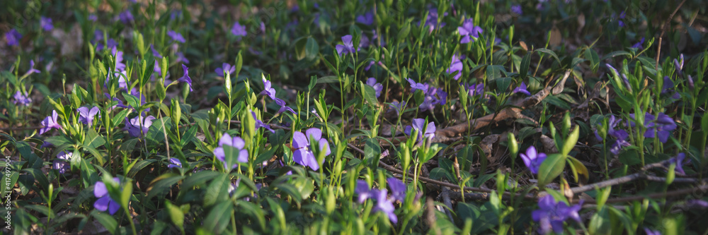 Close up of violet wild periwinkle flowers in spring forest. Wide banner format Close up of violet wild periwinkle flowers in spring forest. Wide banner format