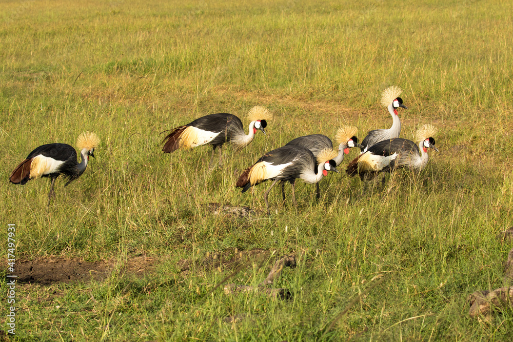 A flock of gray crowned cranes.  The grey crowned crane is a bird in the crane family, Gruidae. It is found in eastern and southern Africa, and is the national bird of Uganda.