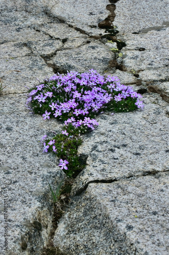 Flox flowers on bare rock. Simple flower image. Stain Valley Heritage Park. Pemberton. British Columbia. Canada 