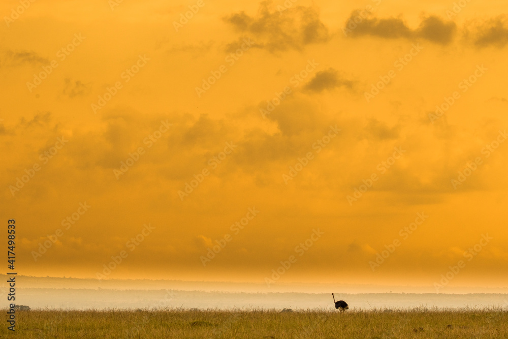 An ostrich at sunrise in the lush grass on the Masai Mara savanna, Kenya