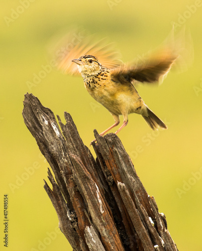 a Rufas-naped lark with wings blurred on the Masai Mara savannah, Kenya