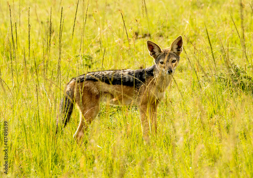 A jackal on the Masai Mara, Kenya.  Jackals are medium-sized omnivorous mammals of the genus Canis photo