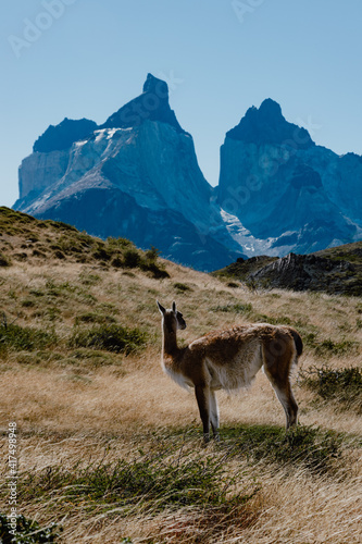 Torres del paine Guanaco