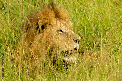A male African lion in the tall savannah grass  Masai Mara  Kenya.