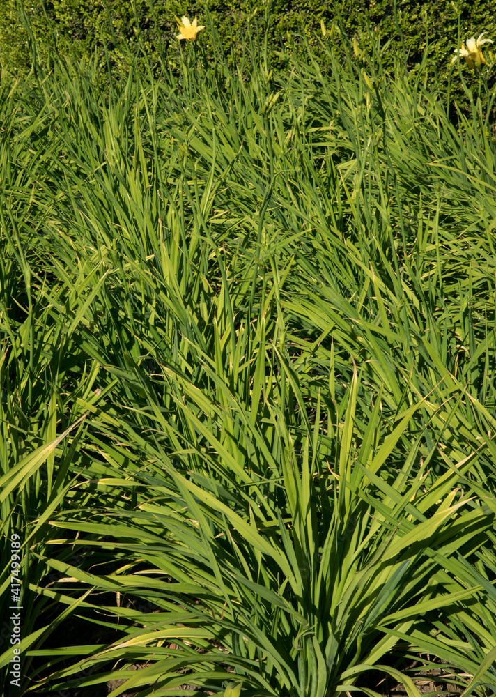 Obraz premium Green foliage background. View of Hemerocalis citrina, also known as Citron Daylily, long and green leaves growing in the garden. 