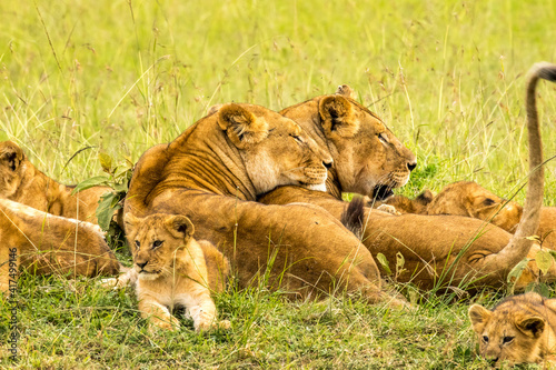 A pride of lions (female and cubs) in the tall green grass on the savannah of the masai mara, Kenya.