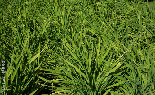 Green foliage background. View of Hemerocalis citrina, also known as Citron Daylily, long and green leaves growing in the garden.  photo