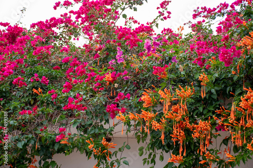 Flowers Decorating a Colombian House