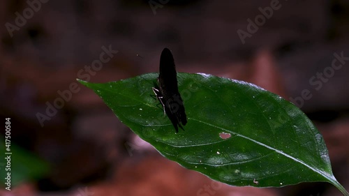 Red Bushbrown, Butterfly, Mycalesis oroatis ustulata, Kaeng Krachan National Park, Thailand; sunlight from dark to light as it opens its wings giving it an underexposed and overexposed transition. photo