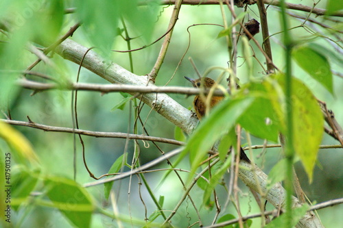 Plain-brown woodcreeper (Dendrocincla fuliginosa) in a tree in the Intag Valley outside of Apuela, Ecuador photo