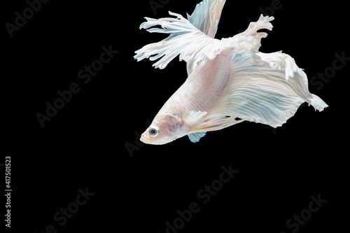 White and blue Siamese betta fighting fish beautiful luxury movement dance power over isolated black background. Animal hobby underwater concept.