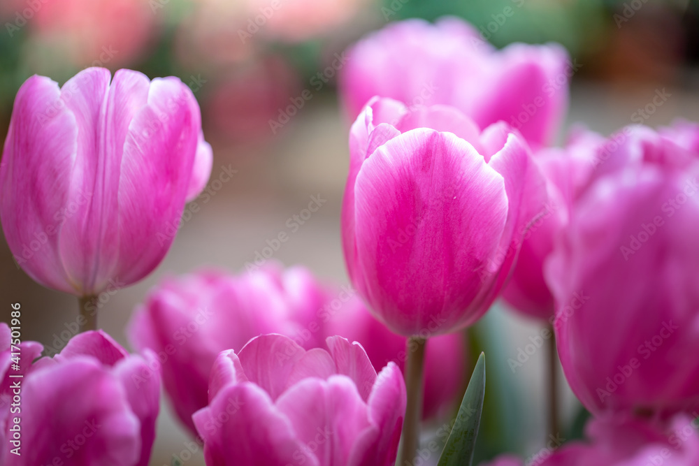 Beautiful bouquet of tulips. colorful tulips. nature background Beautiful bouquet of tulips. colorful tulips. nature background