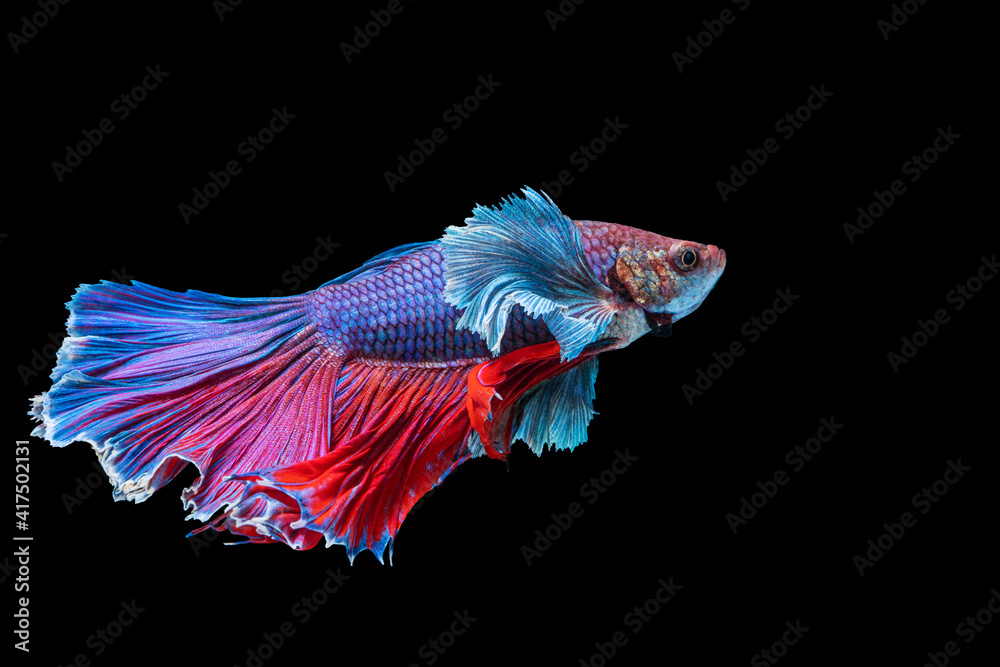 Halfmoon Betta fighting fish in Thailand on isolated black background. The moving moment beautiful of blue, red and white Siamese betta fish with copy space. Halfmoon Betta fighting fish in Thailand on isolated black background. The moving moment beautiful of blue, red and white Siamese betta fish with copy space.