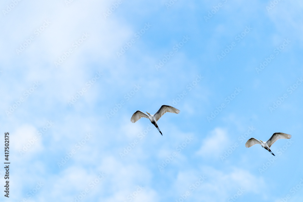 Pacaya Samiria Reserve, Peru. Great egrets flying. Pacaya Samiria Reserve, Peru. Great egrets flying.