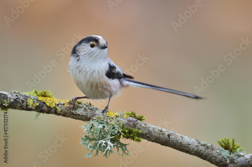 Wallpaper Mural Schwanzmeise Aegithalos caudatus Torontodigital.ca