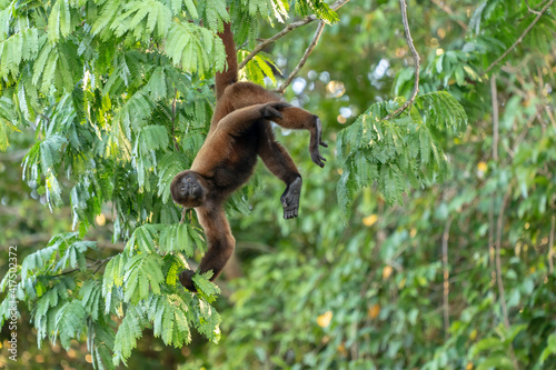 Pacaya Samiria Reserve, Peru. Brown woolly monkey (Humboldt's woolly monkey) hanging by its tail in the jungle. photo