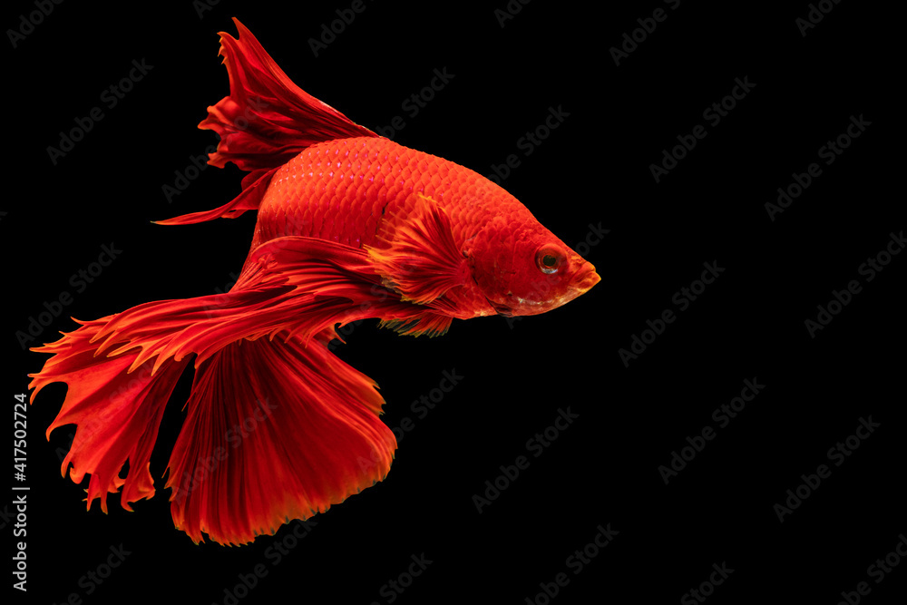 Halfmoon Betta fighting fish in Thailand on isolated black background. The moving moment beautiful of red Siamese betta fish with copy space. Halfmoon Betta fighting fish in Thailand on isolated black background. The moving moment beautiful of red Siamese betta fish with copy space.
