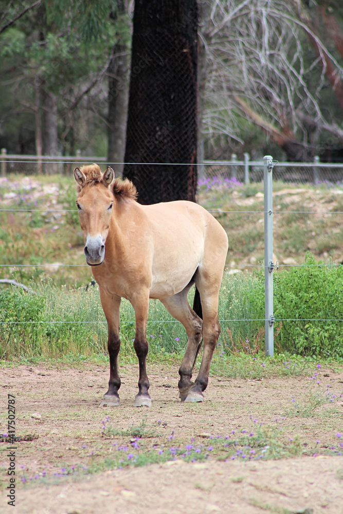Fototapeta premium Przewalski's horse or Takhi a Mongolian Wild Horse in a zoo