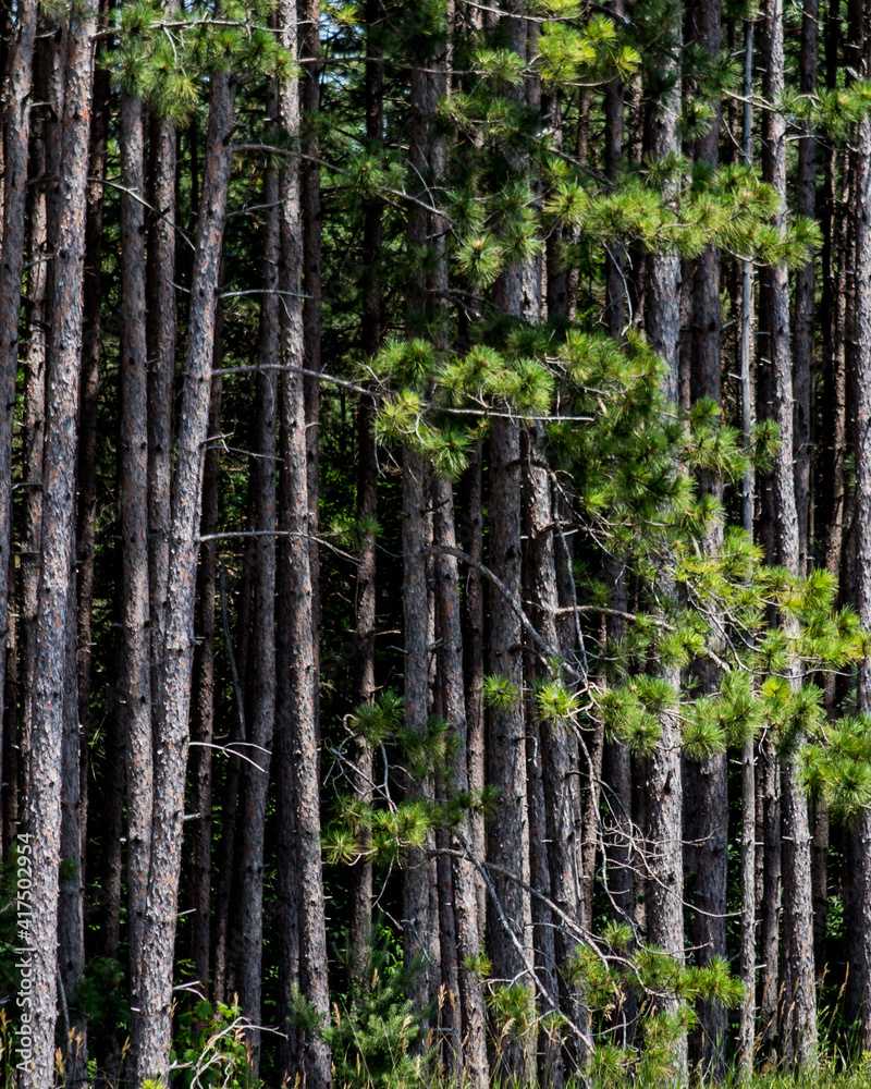 Obraz premium Forest Pine Trees