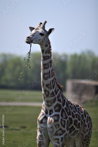 Photography giraffe