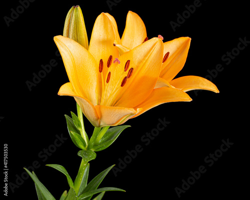 Orange flower of asian lily, isolated on black background