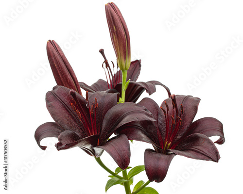 Dark burgundy flower of lily, isolated on white background