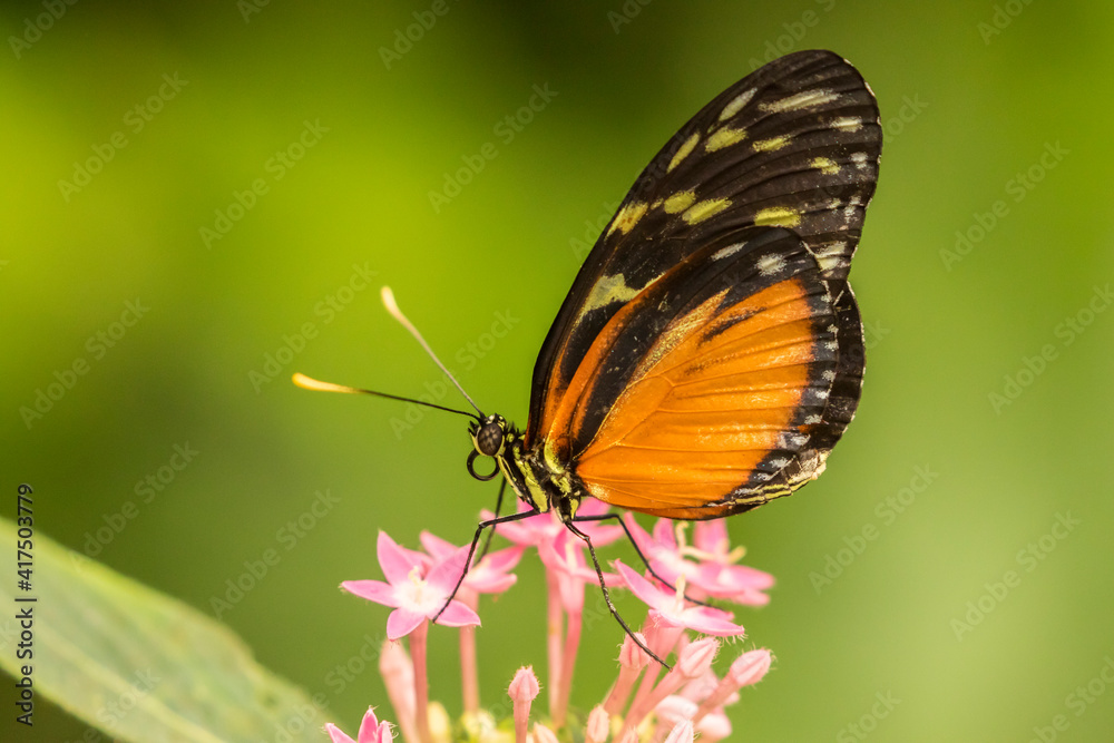 Costa Rica, La Paz River Valley. Captive heliconia hecale butterfly in La Paz Waterfall Garden. Costa Rica, La Paz River Valley. Captive heliconia hecale butterfly in La Paz Waterfall Garden.