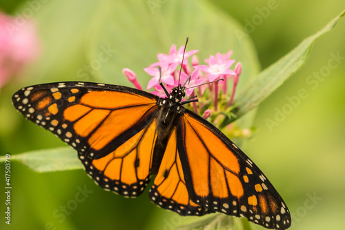 Costa Rica, La Paz River Valley. Captive monarch butterfly in La Paz Waterfall Garden.