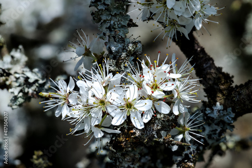 Flowers of the Blackthorn (Prunus spinosa) Tree