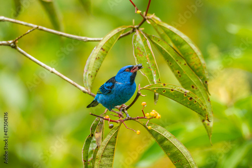 Costa Rica, La Selva Biological Station. Blue dacnis bird feeding.
