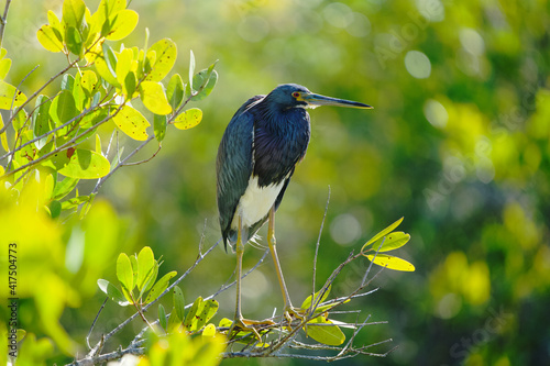 Heron resting on a limb, balancing in strong wind on mangrove brush in florida wetland