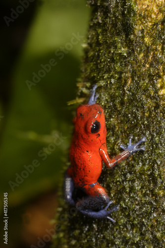 Strawberry Poison-dart frog  Dendrobates pumilio  La Selva  Costa Rica