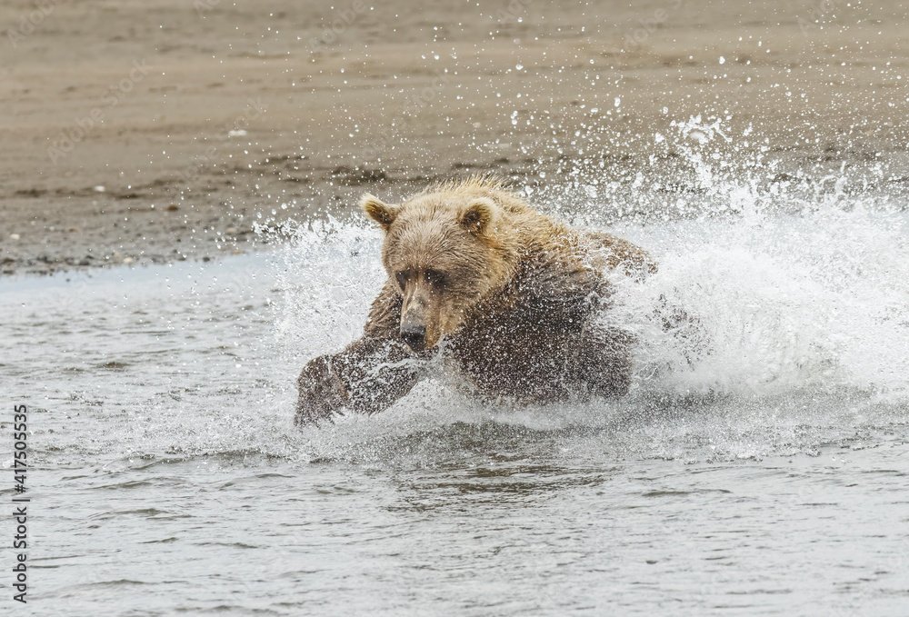 Brown bear chasing salmon, Silver Salmon Creek, Lake Clark National Park, Alaska. Brown bear chasing salmon, Silver Salmon Creek, Lake Clark National Park, Alaska.
