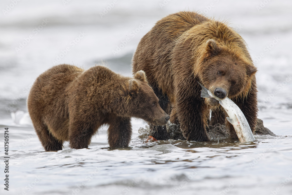 Obraz premium Brown bear fishing for salmon with a cub, Silver Salmon Creek, Lake Clark National Park, Alaska.