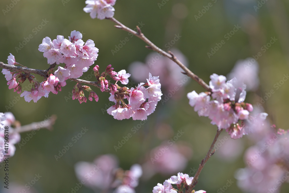 Beautiful Japanese pink cherry blossoms - obrazy, fototapety, plakaty 
