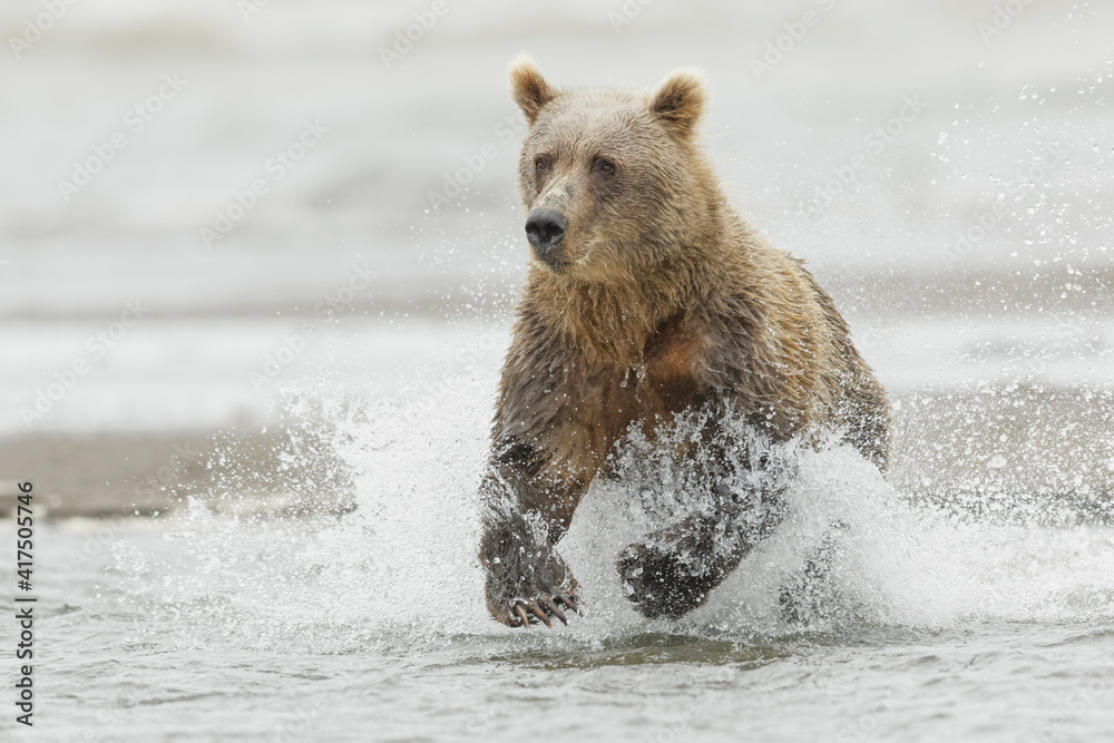Obraz premium Brown bear chasing salmon, Silver Salmon Creek, Lake Clark National Park, Alaska.