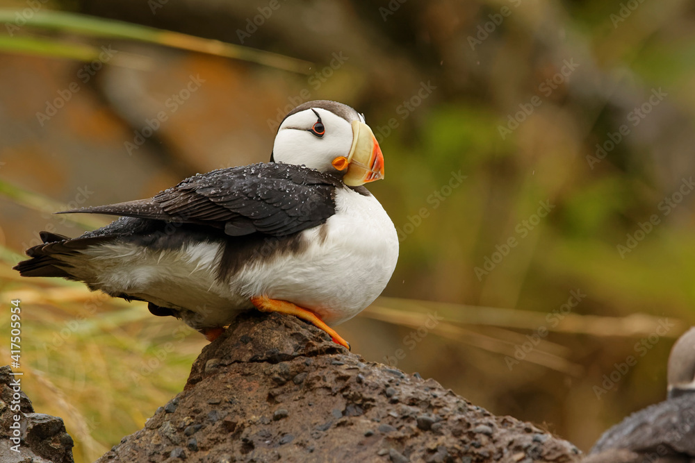 Fototapeta premium Horned Puffin, Lake Clark National Park, Alaska.