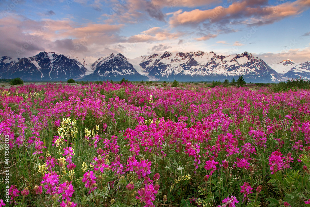 USA, Alaska, Alsek River Valley. View of wildflowers and Fairweather Range.