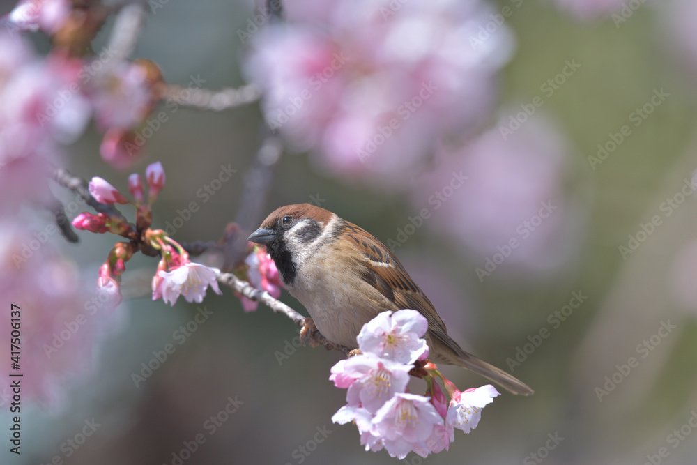 Fototapeta premium Beautiful Japanese pink cherry blossoms and a sparrow