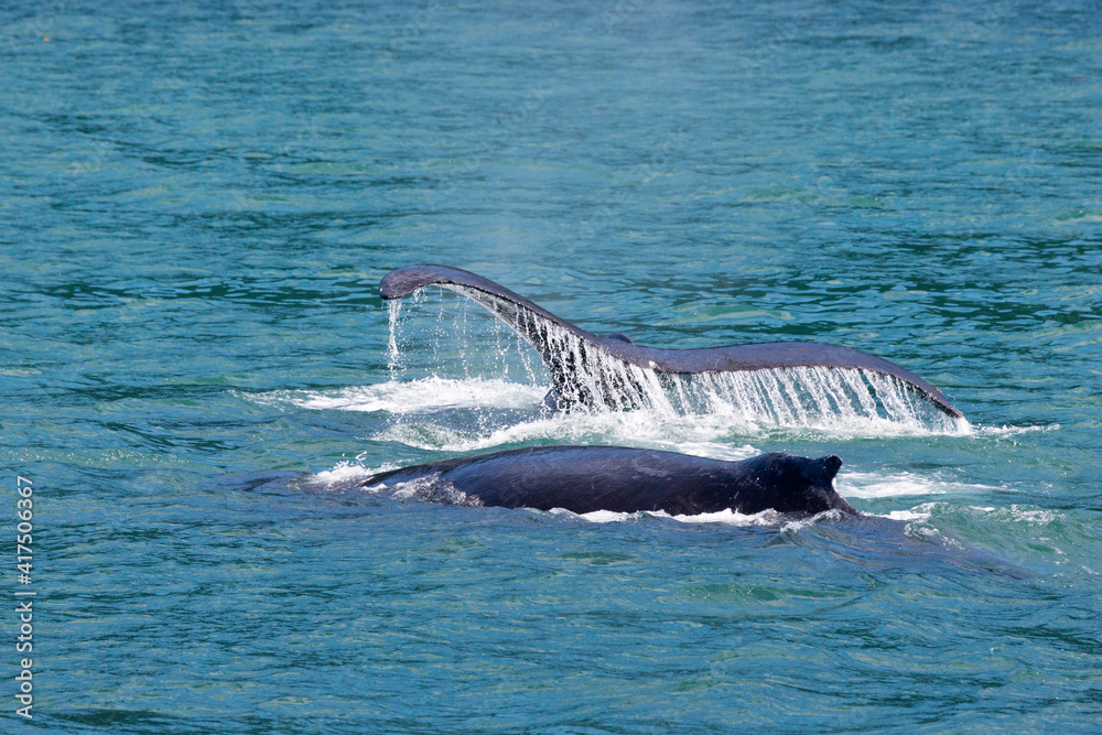 Fototapeta premium USA, Alaska, Glacier Bay National Park. Humpback whales breaching ocean surface.
