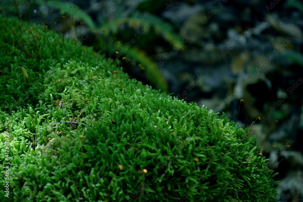 moss on the ground moss on the ground