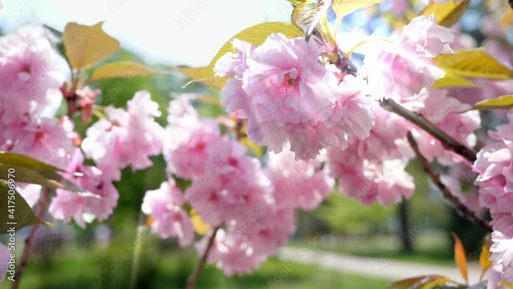 Sakura flower nature bloom sky sun magic beautiful Sakura flower nature bloom sky sun magic beautiful