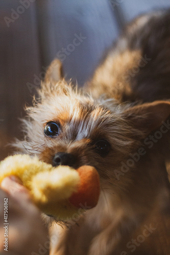 Cute puppy with toy. 