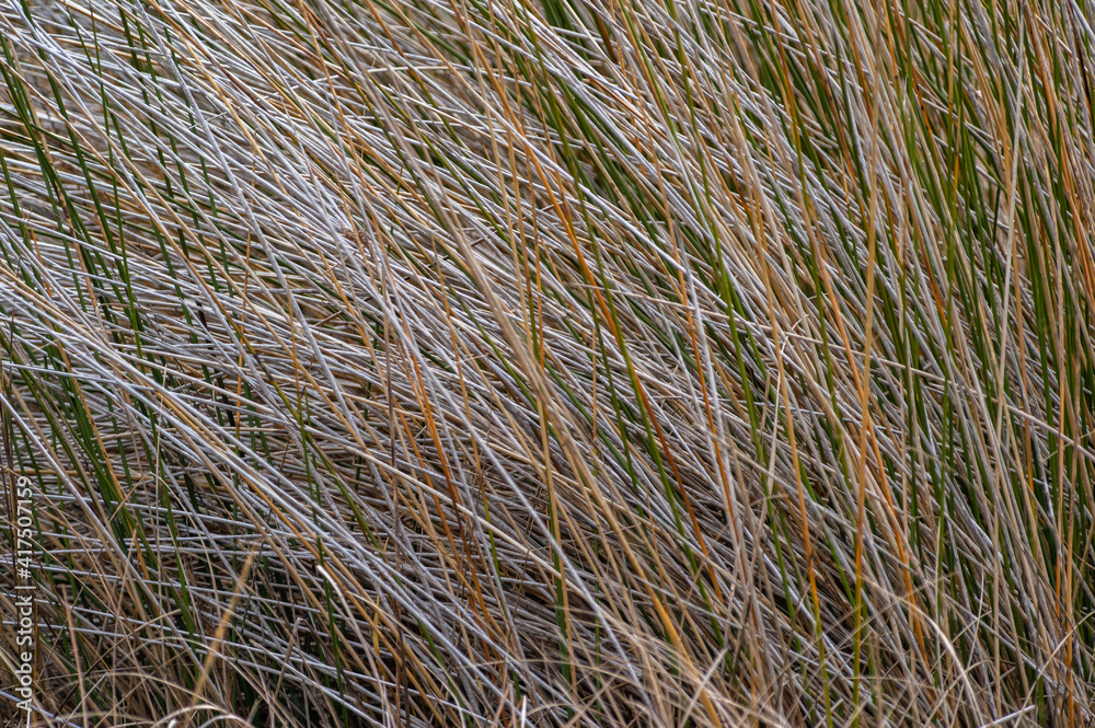 Long Flowing Brown Grass 3 Long Flowing Brown Grass 3