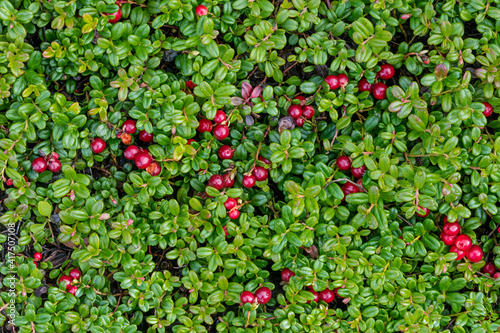 USA, Alaska. Lingonberry bush close-up.