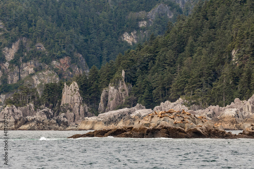 USA, Alaska, Craig. Sea lions on rocks in Cape Addington.