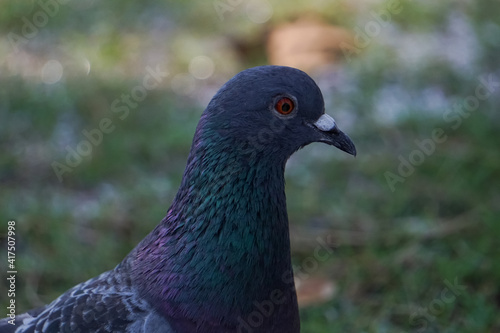 Close up of pigeons in the garden.